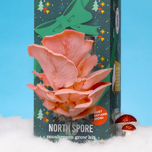Organic 'Spray & Grow' Holiday Gift Wrap Mushroom Growing Kit